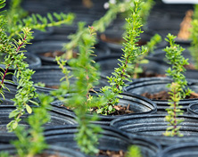 Seedlings